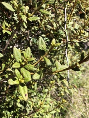 Rhododendron rubropilosum taiwanalpinum
