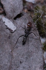 Iridomyrmex rubriceps