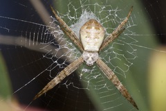 Argiope