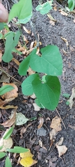 Aristolochia clematitis