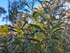 Acacia rubida