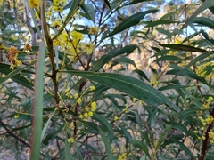 Acacia rubida