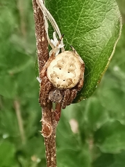 Larinioides patagiatus