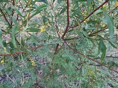 Acacia rubida
