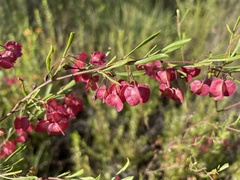 Dodonaea viscosa spatulata