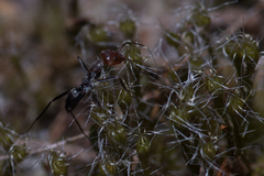 Iridomyrmex rubriceps