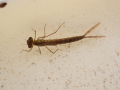 Austrolestes colensonis