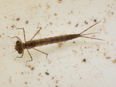 Austrolestes colensonis