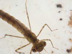 Austrolestes colensonis