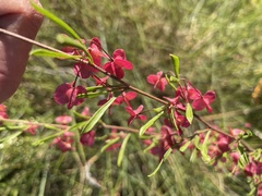 Dodonaea viscosa spatulata