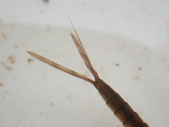 Austrolestes colensonis