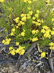 Senecio pinnatifolius