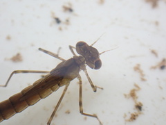 Austrolestes colensonis