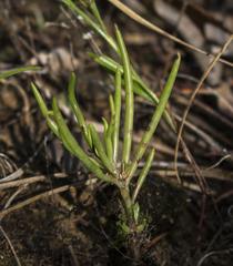 Phemeranthus rugospermus