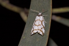 Scaptesyle dichotoma