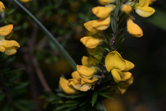 Aotus lanigera