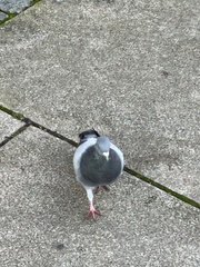 Columba livia domestica