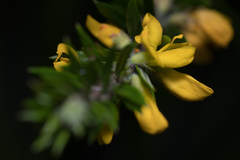 Aotus lanigera