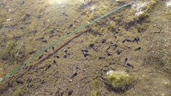 Rhinella spinulosa
