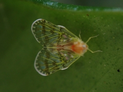 Saccharodite chrysonoe