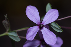 Tetratheca thymifolia