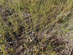 Dodonaea viscosa spatulata