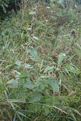 Althaea taurinensis