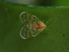 Saccharodite chrysonoe