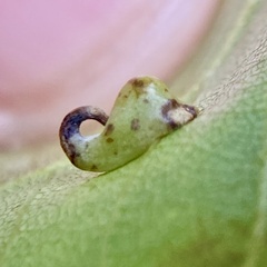 Caryomyia recurvata
