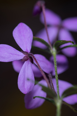 Tetratheca thymifolia