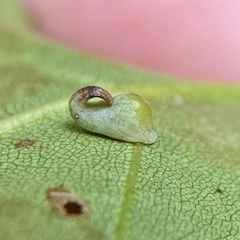 Caryomyia recurvata