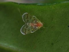 Saccharodite chrysonoe