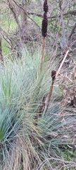 Xanthorrhoea quadrangulata