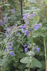 Nepeta
