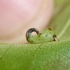Caryomyia recurvata