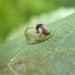 Caryomyia recurvata