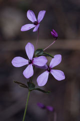 Tetratheca thymifolia