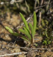 Phemeranthus rugospermus
