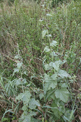 Althaea taurinensis