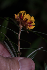 Pultenaea paleacea