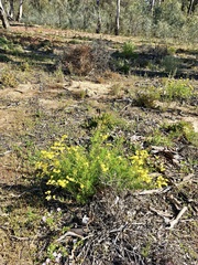 Senecio pinnatifolius