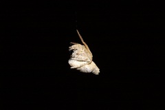 Araneidae