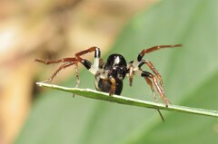 Zodariidae