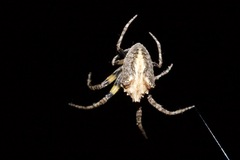 Araneidae