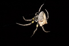 Araneidae