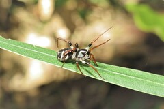 Zodariidae