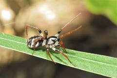 Zodariidae