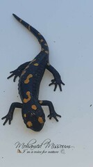 Salamandra algira