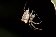 Araneidae