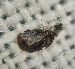 Stethorus pusillus
